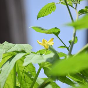 青空に咲くゴーヤの花