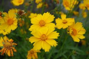 オオキンケイギクの花