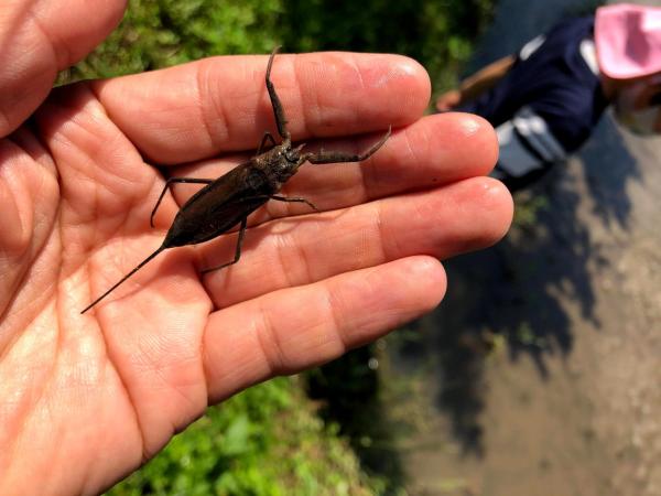 田んぼ水生生物
