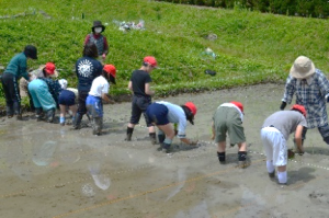 田植え2