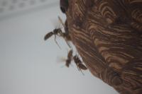 次々に帰還するスズメバチの画像