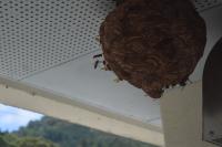 巣の周りに滞在する多くのスズメバチの画像