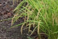 頭を垂れる稲の画像