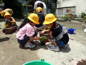 お互いい協力し花を植える児童らの画像