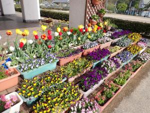 チューリップを初めとする春の花の作品の画像