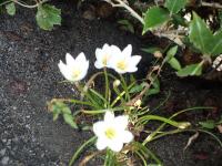校庭の白い花の画像