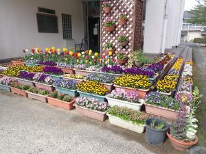 L字に配置されたビオラ中心の花壇の画像