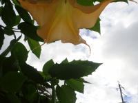 空を背景に下向きに咲く花の画像