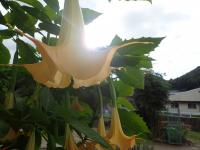 朝日を背に咲く花の画像