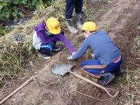 芋の蔓から掘る場所を確定する児童の画像