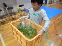 青梗菜を運び込む児童の画像