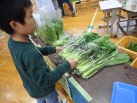 壬生菜を並べる児童の画像
