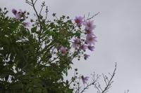 冬の空に揺れる皇帝ダリアの花の画像