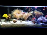 黄色い魚の画像