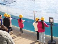イルカに興味津々プールを覗く児童らの画像