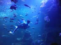 大水槽の中のダイバーの画像