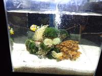水槽を泳ぐ魚の画像