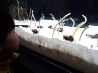 砂の中から顔を出す蛇のような魚の画像