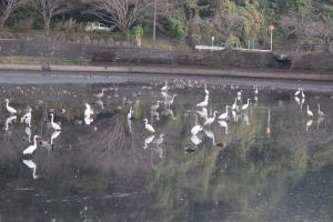 平の沢池の鳥たち
