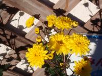 黄色い寒菊の接写画像