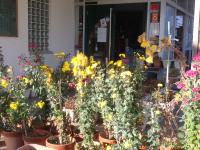 玄関先の黄色い寒菊の画像