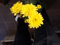 黄色い3輪の寒菊の画像