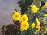 黄色い花の寒菊の画像