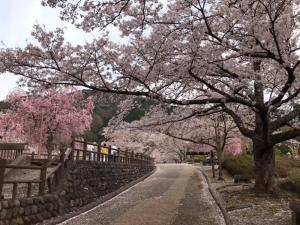 近くのさくら公園