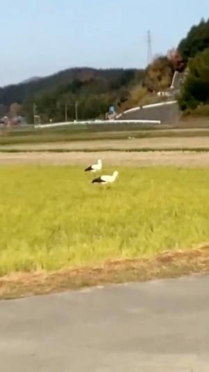 近くの畑に来るコウノトリ