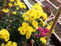 黄色い寒菊の花の画像