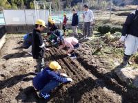 四条植えに植える児童らの画像