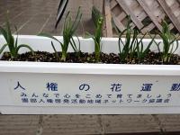 プランターの水仙の画像