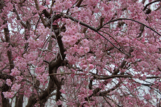 満開の桜