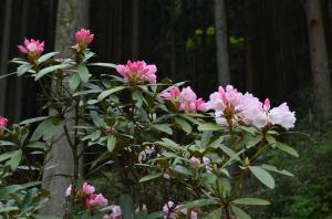 きれいな花