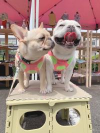 愛犬フォトスポット