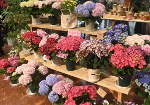 かめおか緑花フェア２