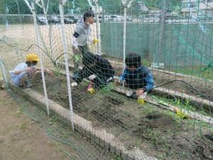 夏野菜の苗植え