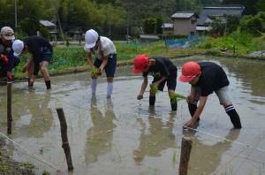 児童の田植え