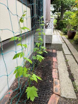 自宅横に植えたゴーヤ