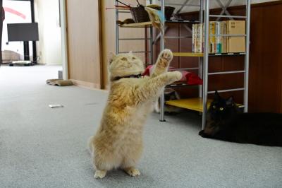 おもちゃで遊ぶ猫