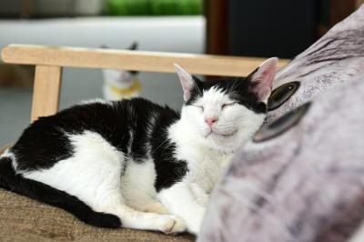 寝ている猫