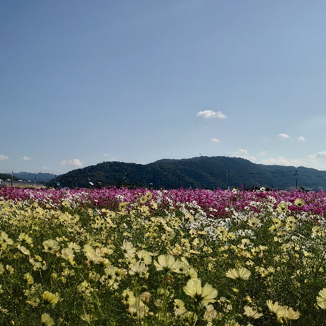 お花畑の様子