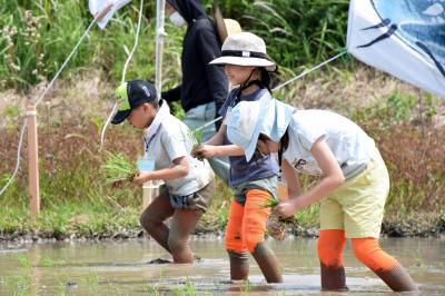 田植えする子ども３人
