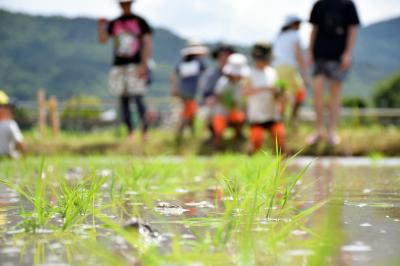 植え終わった田んぼ