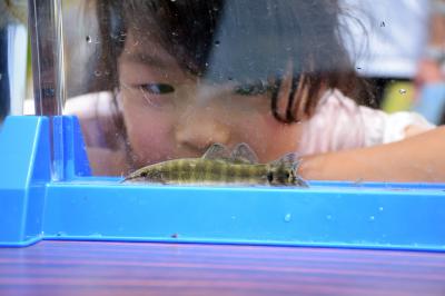 アユモドキを見る子ども