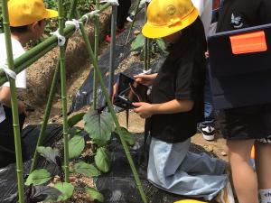 地域の方と植えた野菜②