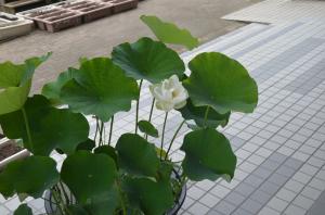 蓮の花