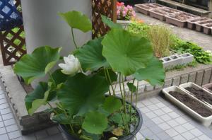 蓮の花開花