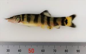 救出されたアユモドキ稚魚
