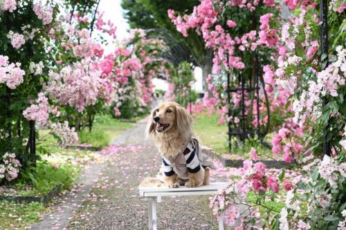 ガレリアのバラ園